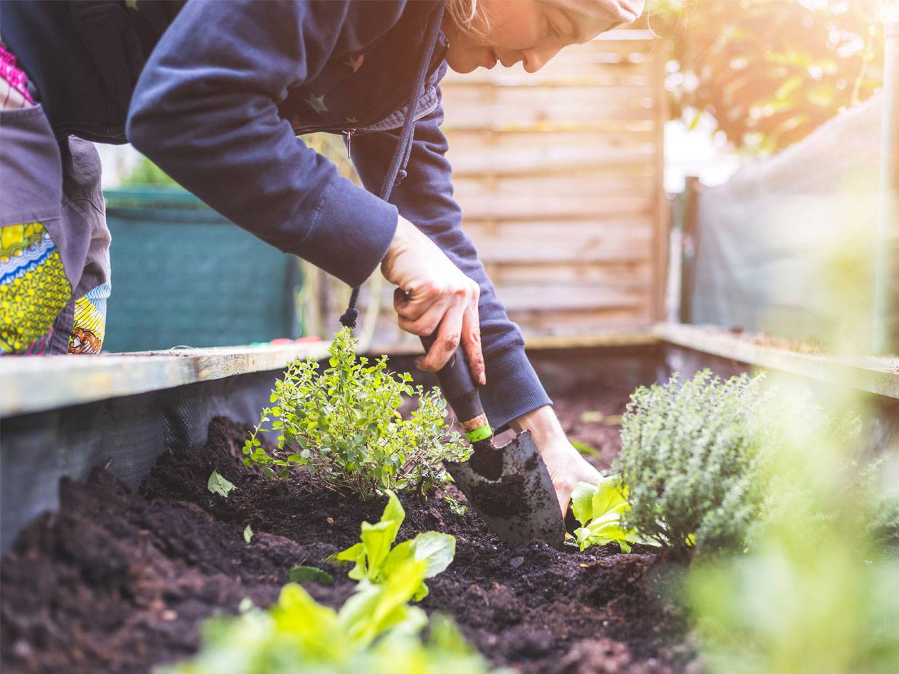 Planting lettuce and herbs in a raised garden bed.