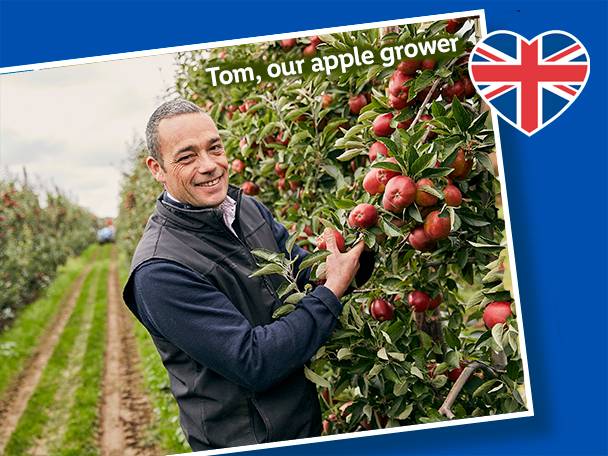 British apple grower harvesting apples.