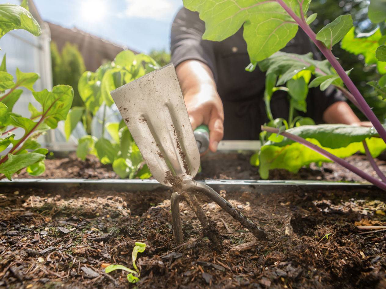 Gardening tools in a vegetable garden with peppers and other plants.