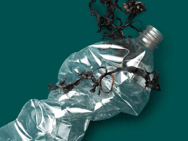 Plastic bottle and seaweed.