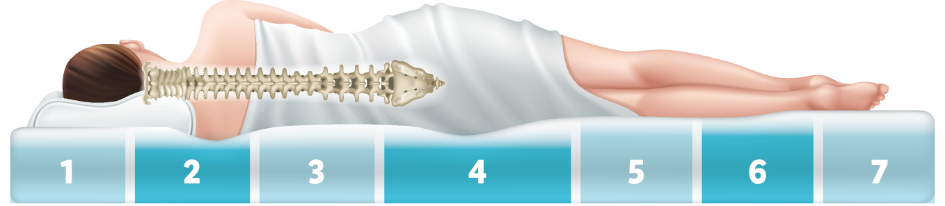 Mattress and pillow supporting the spine.
